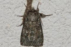 Rieuse, papillon, Drôme, avril 2026