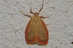 Rosette, papillon, Drôme, juillet 2025