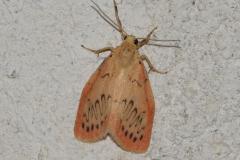 Rosette, papillon, Drôme, août 2025