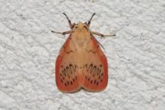 Rosette, papillon, Drôme, juin 2025