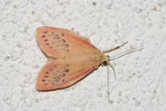 Rosette, papillon, Drôme, juin 2025