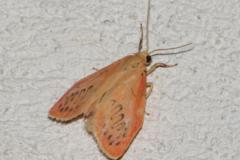 Rosette, papillon, Drôme, juin 2025