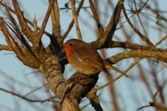 Rougegorge familier, Drôme, décembre 2025