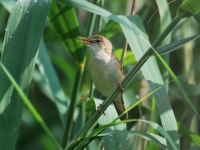 Rousserolle effarvatte