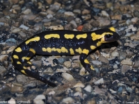 Salamandre tachetée