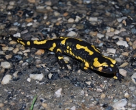 Salamandre tachetée, Drôme, avril 2012