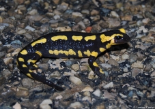 Salamandre tachetée, Drôme, avril 2012