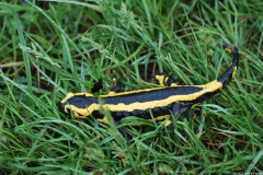 Salamandre tachetée, Drôme, avril 2011