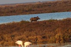 Sanglier, Camargue, avril 2026