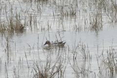 Sarcelle d'été, mâle, Camargue, avril 2026