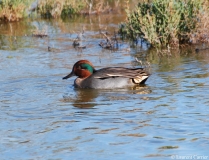 Sarcelle d'hiver, mâle adulte, Camargue, novembre 2014