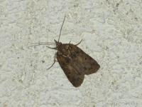 Sarrothripe de Revay