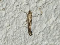 Scythris limbella