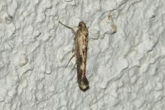 Scythris limbella, papillon, Drôme, juillet 2026