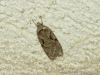 Semioscopis steinkellneriana