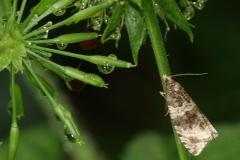 Séricore des mares, papillon, Drôme, juin 2026