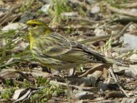 Serin cini