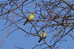Serin cini,  Drôme, février 2026