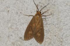 Servante, papillon, Drôme, août 2025