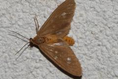 Servante, papillon, Drôme, août 2025