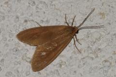 Servante, papillon, Drôme, août 2025