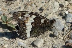 Silène, papillon, Drôme, juin 2025