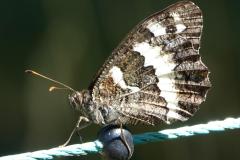 Silène, papillon, Drôme, juin 2025