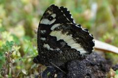 Silène, papillon, Drôme, juin 2025