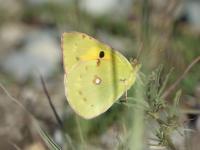 Pieridae