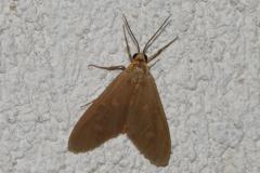 Soumise, papillon, Drôme, juillet 2025