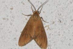 Soumise, papillon, Drôme, juillet 2025