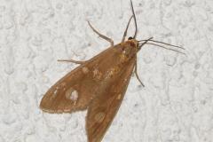 Soumise, papillon, Drôme, juillet 2025