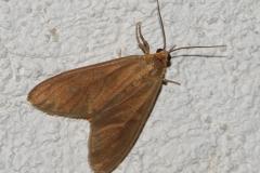 Soumise, papillon, Drôme, juillet 2025