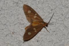 Soumise, papillon, Drôme, août 2025