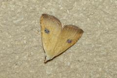 Soyeuse, papillon, Drôme, juillet 2026