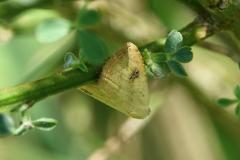 Soyeuse, papillon, Drôme, mai 2025