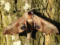 Sphinx demi-paon