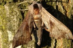 Sphinx demi-paon, papillon, Drôme, août 2025