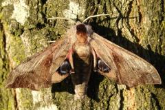 Sphinx demi-paon, papillon, Drôme, août 2025