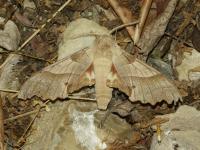 Sphinx du Chêne vert
