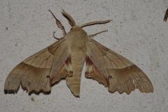 Sphinx du Chêne vert, papillon, Drôme, juin 2026