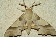 Sphinx du Chêne vert, papillon, Drôme, juillet 2026