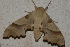 Sphinx du Chêne vert, papillon, Drôme, juin 2025