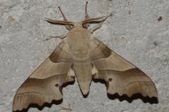 Sphinx du Chêne vert, papillon, Drôme, juin 2026