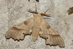 Sphinx du Chêne vert, papillon, Drôme, juin 2025