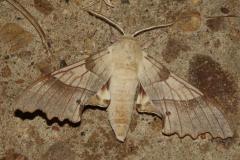 Sphinx du Chêne vert, papillon, Drôme, juin 2025