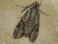 Sphinx du Liseron