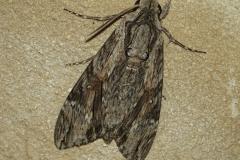 Sphinx du Liseron, papillon, Drôme, juillet 2026