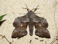Sphinx du Peuplier