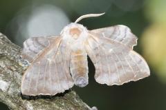 Sphinx du Peuplier, papillon, Drôme, juillet 2025